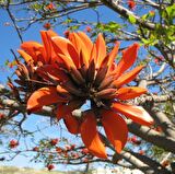 Erythrina Caffra Mercan Ağacı Tohumu (3 tohum)