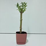 Pembe Lüx Saksıda Hediyelik Minyatür Bonsai Zeytin Fidanı (Ücretsiz Kargo)