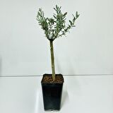 Siyah 14x20 cm'lik Saksıda Hediyelik Minyatür Bonsai Zeytin Fidanı (Ücretsiz Kargo)