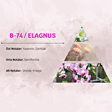 David Walker VICTOR B74 100ML Çiçek Kadın Parfüm