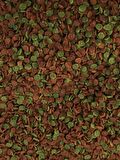 Malawi Mix Chips 1000 ml Tanganyika Cichlid Akvaryum Balık Yemi