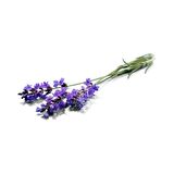 Saf Lavanta Yağı - 20 Ml. (Aromatik - Masaj - Cilt Bakım)