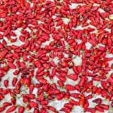 Yeni Mahsül Öğütülmüş Kırmızı Toz Biber - 500 Gr. 1. Kalite (Doğal Aroma ve Renk Verici)