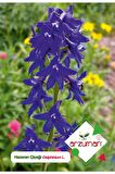 30 Adet Hazeran (Delphinium L.) Çiçek Tohumu 