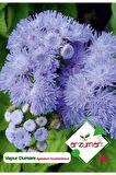 100 Adet Vapur Dumanı (Ageratum Houstanianum) Çiçek Tohumu 