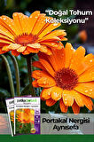 30 Adet Portakal Nergisi - Aynı Sefa (calendula Officinalis) Çiçek Tohumu 