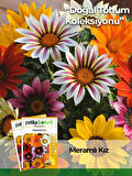  20 Adet Meramlı Kız (gazania Splendens) Çiçek Tohumu