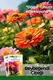  30 Adet Beybeğendi (zinnia) Çiçek Tohumu