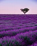 100 Adet Lavanta (Lavandula) Çiçek Tohumu 