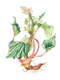 Işkın Kökü Sirkesi/rheum Ribes Vinegar (DOĞAL FERMENTE CANLI SİRKE/NAT. FERM/500 ML)