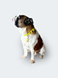 FB YELLOW TASMA