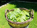 VAKUMLU SALAMURA YAPRAK(500 gr)