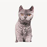 Lepus 3 Boyutlu Kedi Yastığı British No 3 40x25 C