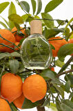 Kadın Defacto Zeytin Çiçeği Çiçeksi 50 ml Parfüm