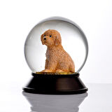 SNOOWG KAR KÜRESİ TOY POODLE (APRICOT)
