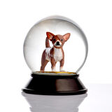 SNOOWG KAR KÜRESİ CHIHUAHUA (BROWN)