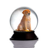 SNOOWG KAR KÜRESİ GOLDEN RETRIEVER