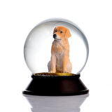 SNOOWG KAR KÜRESİ GOLDEN RETRIEVER