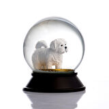 SNOOWG KAR KÜRESİ MALTESE TERRIER
