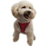 Pawstar Air-Mesh Fucshia Köpek Göğüs Tasması