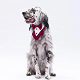 Pawstar Bordo Smokin Kedi/Köpek Fuları