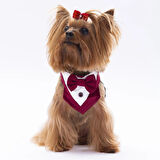 Pawstar Bordo Smokin Kedi/Köpek Fuları