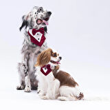Pawstar Bordo Smokin Kedi/Köpek Fuları