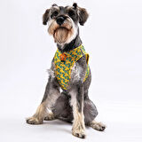 Pawstar Air-Mesh Cactus Köpek Göğüs Tasması