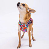 Pawstar Air-Mesh Balloons Köpek Göğüs Tasması