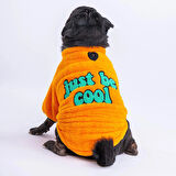 Pawstar Turuncu Cool Sweet Küçük Irk Köpek Pofuduk Sweatshirt