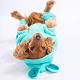 Pawstar Mint Koala Peluş Küçük Irk Köpek Tulumu