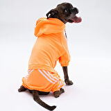 Pawstar Turuncu Tuta Orta-Büyük Irk Köpek Tulumu