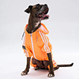 Pawstar Turuncu Tuta Orta-Büyük Irk Köpek Tulumu