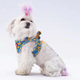 Pawstar Air-Mesh Ducks Köpek Göğüs Tasması