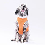 Pawstar Orange Joy Orta-Büyük Irk Köpek T-shirtü