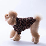 Pawstar Sri Lanka Küçük Irk Köpek Pofuduk Ceketi