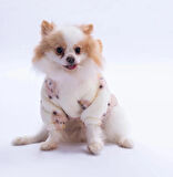 Pawstar Kahverengi Sapporo Bear Küçük Irk Köpek Pofuduk Hoodie Sweatshirt