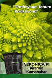 25 Adet Veronica Piramit Karnabahar Tohumu