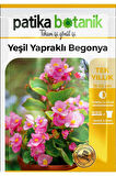 20 Adet Yeşil Yapraklı Begonya Tohumu
