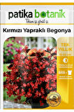 20 Adet Kırmızı Yapraklı Begonya Tohumu