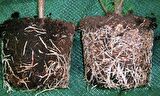 DR.WORM ROOT- 45 KÖKLENDİRİCİ & GELİŞİM DESTEKLEYİCİ ORGANİK İÇERİKLİ SIVI BİTKİ BESİNİ 500 ML