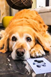 Evcil Hayvan Pati İzi Seti - Toksik Olmayan Mürekkepsiz Baskı Kiti - Kedi Ve Köpek İçin Uygun