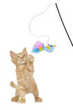 Tüylü Kedi Oltası, Peluş Mavi  Kuşlu Kedi Oyun Oltası