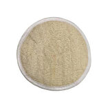 Loofah ( Kabak ) Büyük Oval Ped
