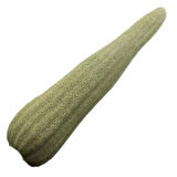 Loofah ( Kabak ) Ham Kabak