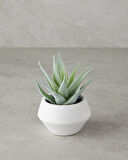English Home Aloevera Plastik Vazolu Yapay Çiçek Yeşil