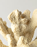 Pauline Biblo - Krem