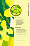Lemon Matcha - Limonlu Matcha 100 GR