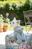 Kedi - Köpek Welsoft Peluş Kışlık Bacaklı Sweat - Pijama - Kıyafet