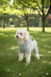 Kedi - Köpek Welsoft Peluş Kışlık Bacaklı Sweat - Pijama - Kıyafet